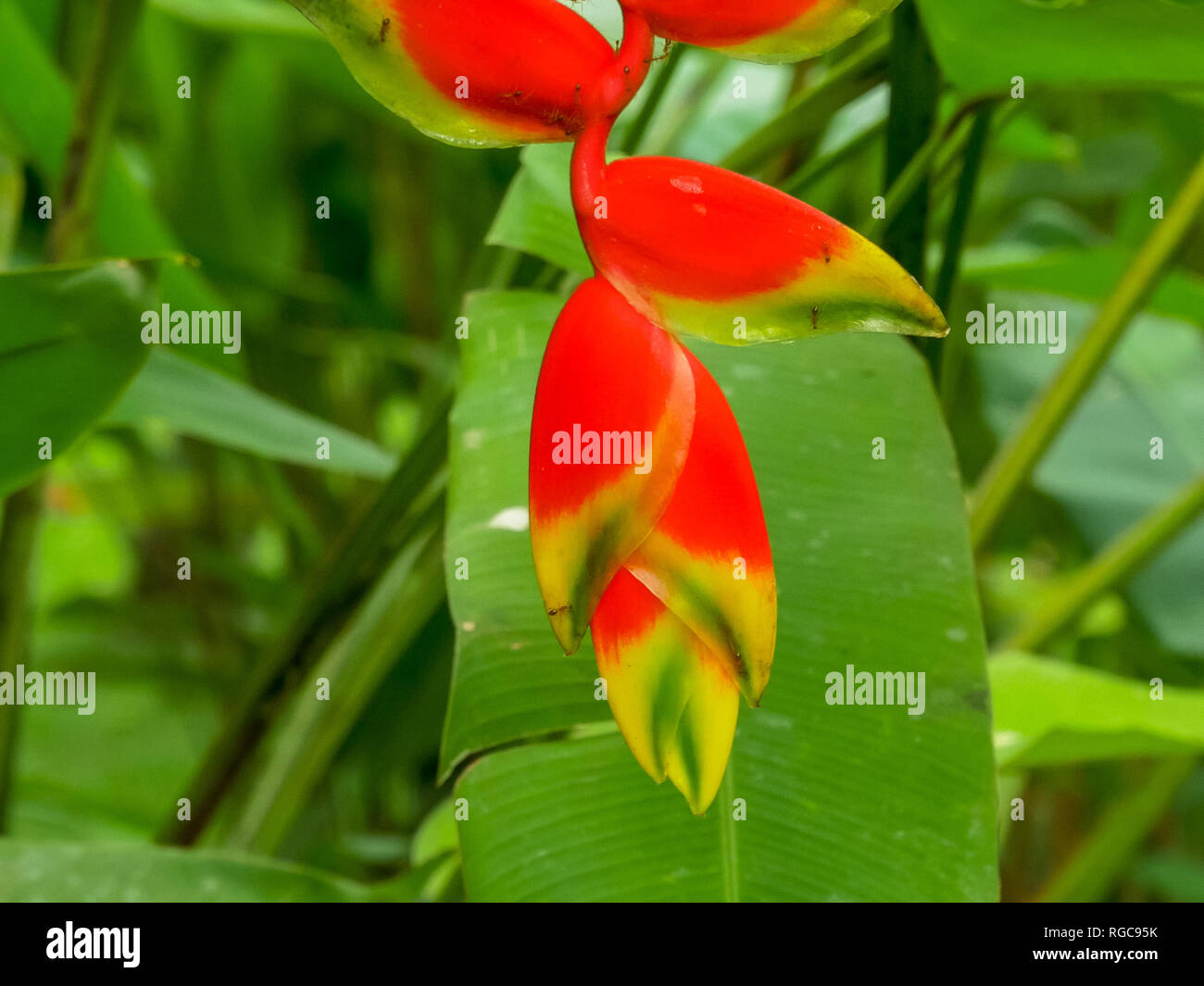 Primo piano di un bellissimo fiore heliconia crescendo in un giardino Foto Stock