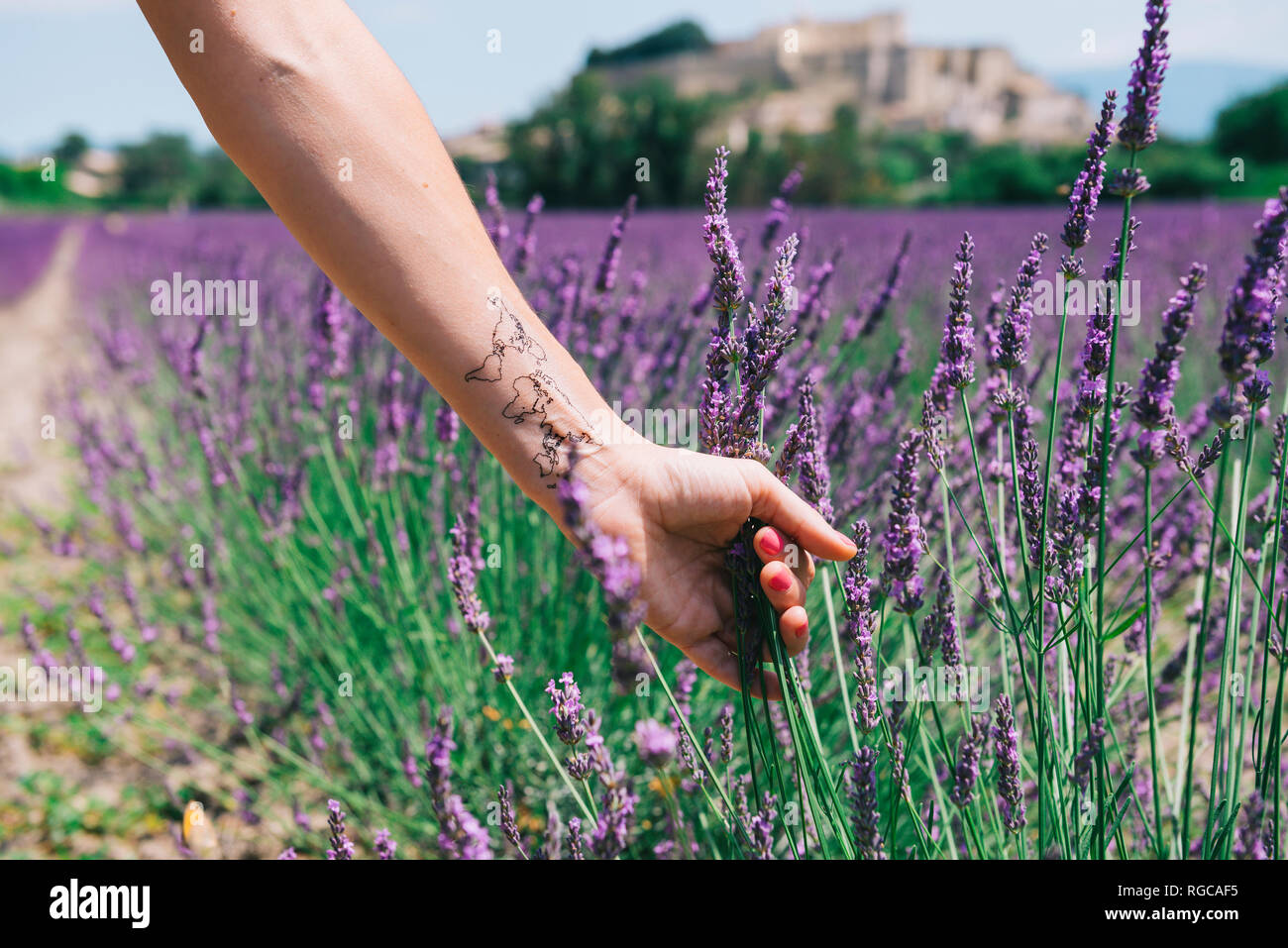 Francia, Provenza, Grignan, donna di braccio con una mappa del mondo di tatuaggi temporanei in un campo di lavanda Foto Stock