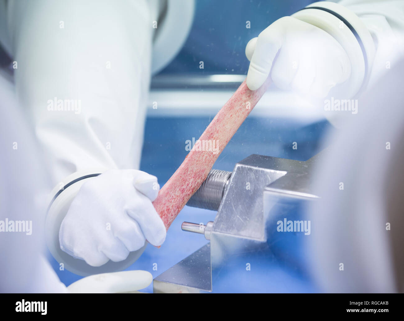 Trattamento di tessuti di origine umana nel laboratorio di isolatore Foto Stock
