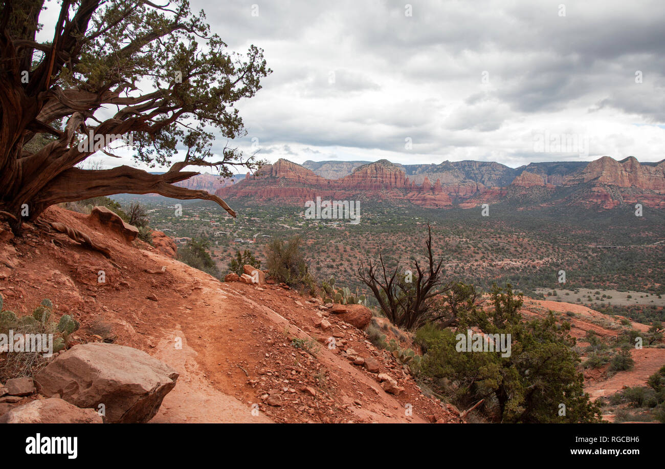 Vortex evidenti in una crescita anormale di alberi da cattedrale rock Sedona in Arizona Foto Stock