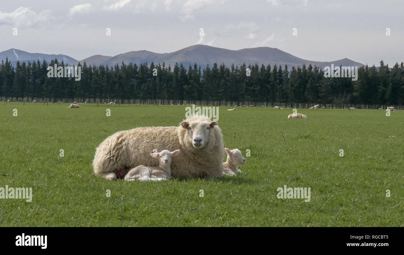 Una madre pecore si appoggia con le sue due agnelli giovani in una fattoria in Nuova Zelanda Foto Stock