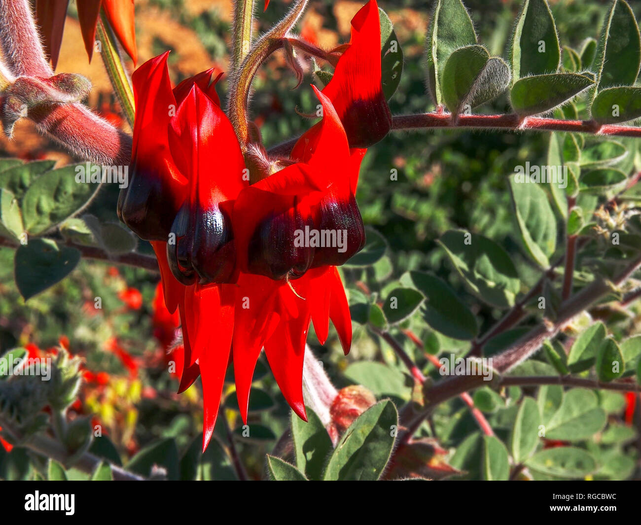 Un'immagine ravvicinata di un rosso brillante di sturt desert pea dall Australia centrale Foto Stock