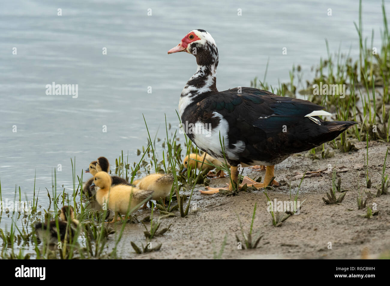 Anatra muta con le ochette al bordo dell'acqua. Foto Stock