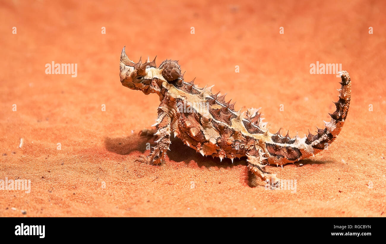 Un australiano spinosa dragon lizard su un suolo sabbioso trasforma la sua testa e si guarda intorno Foto Stock