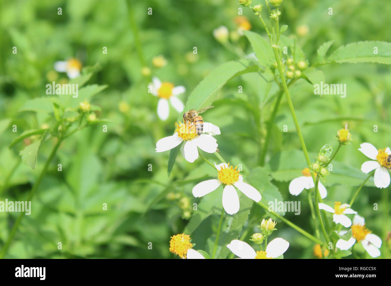 Giardino vicino e le API di prendere il nettare Foto Stock