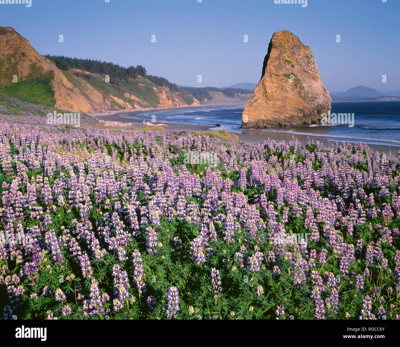 Stati Uniti d'America, Oregon, Cape Blanco del parco statale, molla fiore di lupino seashore (Lupinus littoralis) e off shore ago Rock. Foto Stock