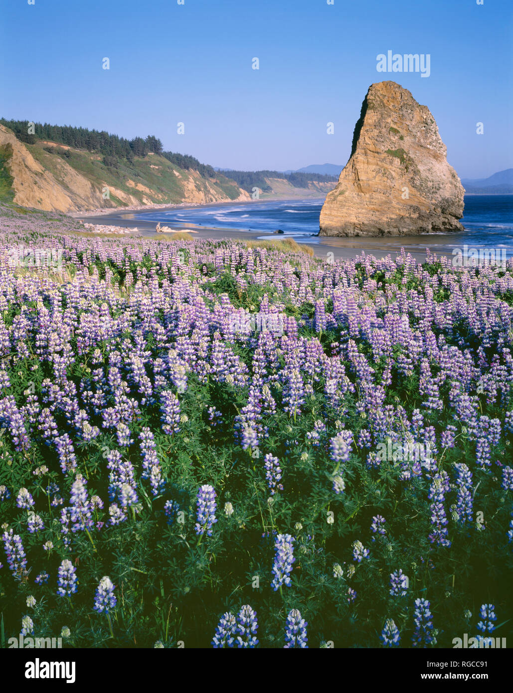 Stati Uniti d'America, Oregon, Cape Blanco del parco statale, molla fiore di lupino seashore (Lupinus littoralis) e off shore ago Rock. Foto Stock