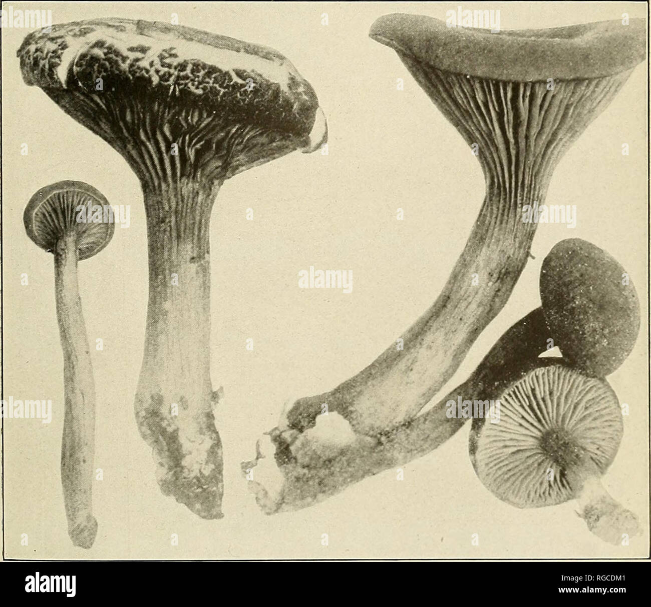 . Bollettino dell'U.S. Dipartimento di Agricoltura. Agricoltura; l'agricoltura. Fig. 1.-Volvaria bombycina.. Fig. 2.-Paxillus rhodoxanthus. (Commestibile.). Si prega di notare che queste immagini vengono estratte dalla pagina sottoposta a scansione di immagini che possono essere state migliorate digitalmente per la leggibilità - Colorazione e aspetto di queste illustrazioni potrebbero non perfettamente assomigliano al lavoro originale. Stati Uniti. Dipartimento di Agricoltura. [Washington, D. C. ?] : il dipartimento : Supt. di Docs. , G. P. O. Foto Stock