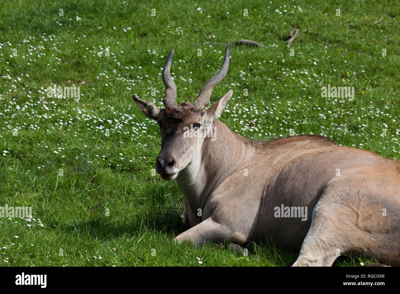 In prossimità di una spirale cornuto antelope appoggiata nella primavera erba con fiori di colore bianco. Foto Stock