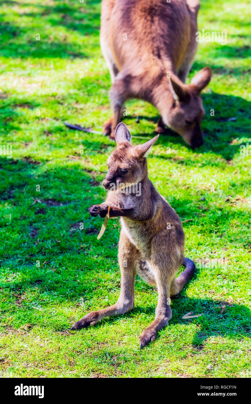 Australia, giovani kangaroo, madre animale in background Foto Stock