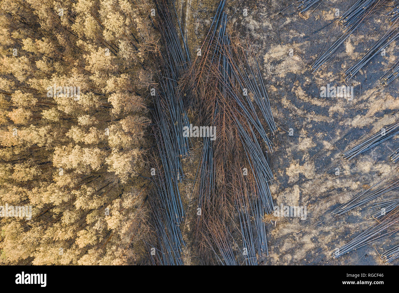 La Germania, il Land Brandeburgo, Treuenbrietzen, Foresta, vista aerea di slash e masterizzare Foto Stock