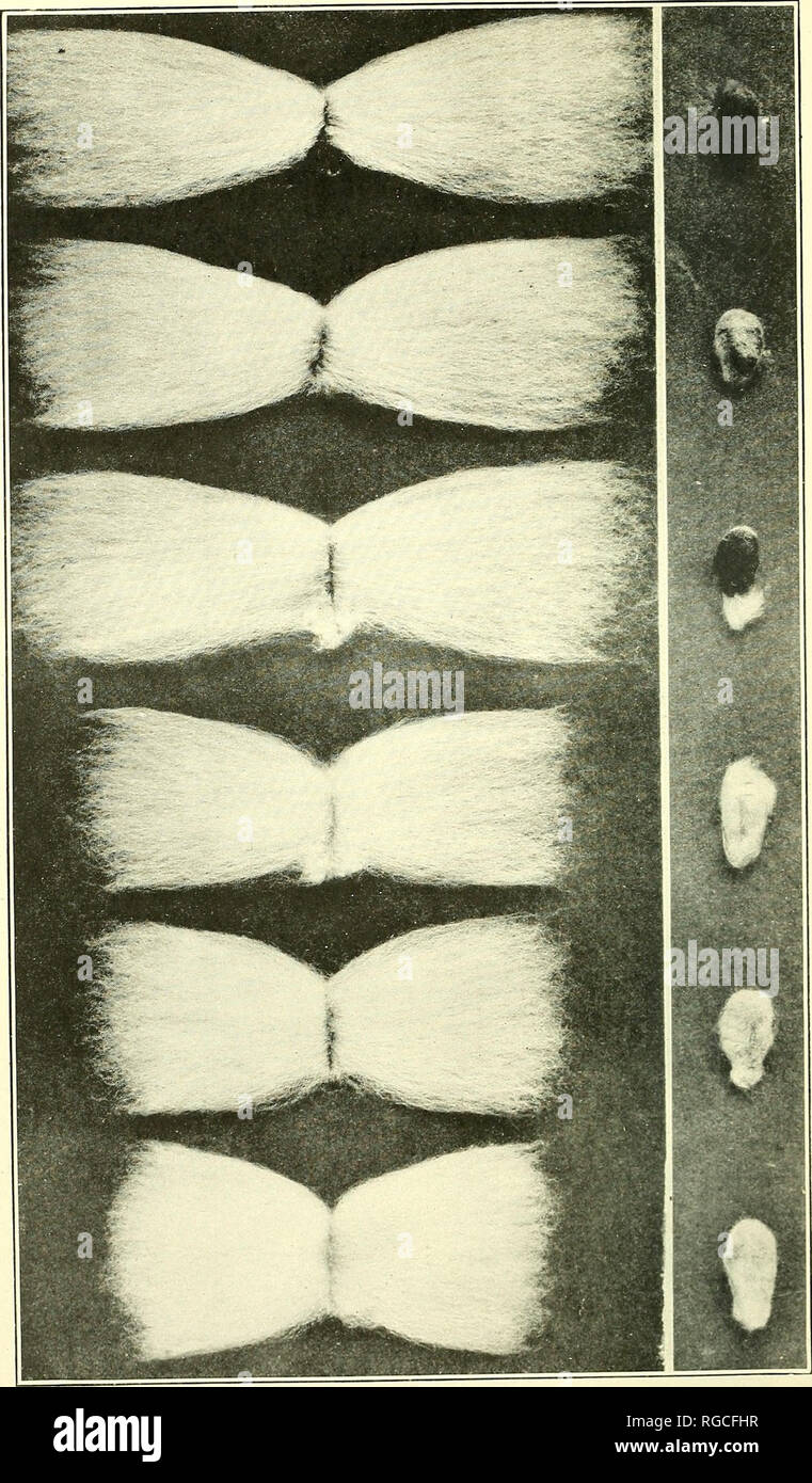 . Bollettino dell'U.S. Dipartimento di Agricoltura. Agricoltura; l'agricoltura. Bui. 1030, U. S. Dipartimento di Agricoltura. Piastra. Pettinate la peluria e semi di sei varietà Superior di cotone. In ordine dalla parte superiore di queste varietà sono Sea Island, egiziano (Pima TMeade, Durango, Aeala e Lone Star.^ tutte queste varietà ad eccezione del mare isola sono state sviluppate b&GT;tlc del dipartimento dell'Agricoltura degli Stati Uniti e sono ampiamente coltivato m diUcrent parti della American Cotton Belt. (Dimensione naturale.). Si prega di notare che queste immagini vengono estratte dalla pagina sottoposta a scansione di immagini che possono essere state enha digitalmente Foto Stock