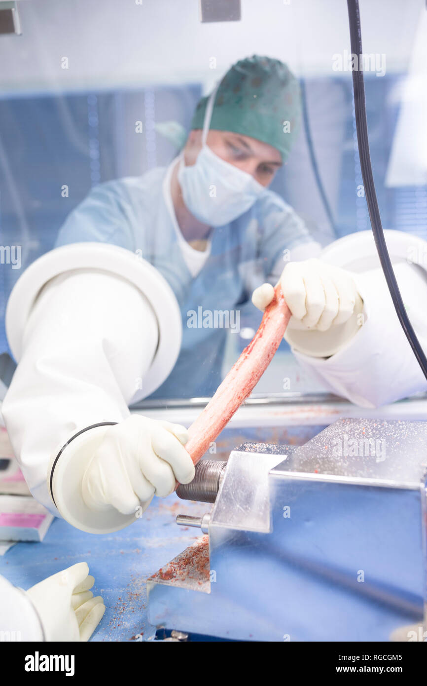 Elaborazione dello scienziato tessuto umano in laboratorio di isolatore Foto Stock