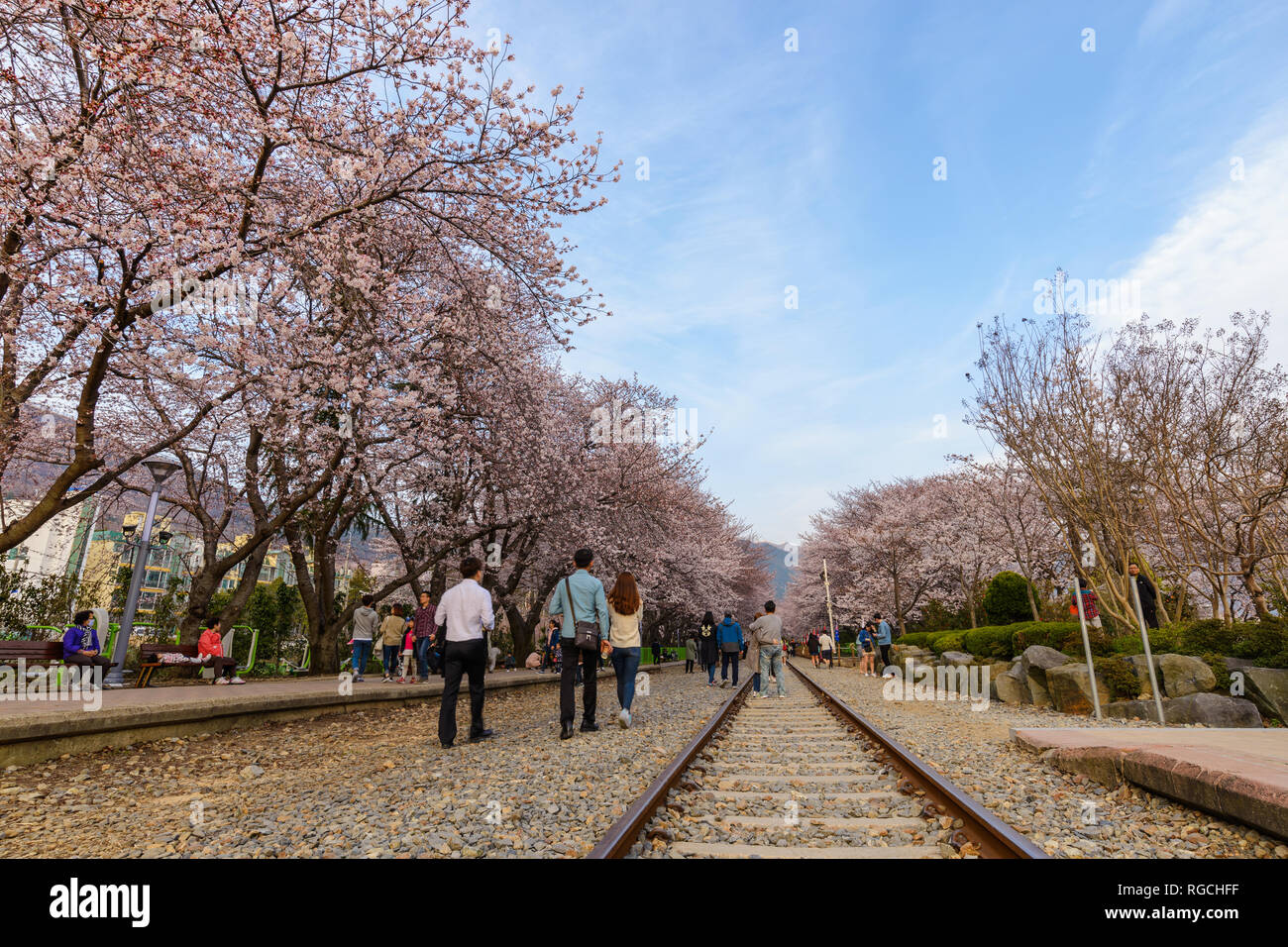 JINHAE, COREA DEL SUD - 31 Marzo 2016 : Jinhae Corea del Sud, la fioritura dei ciliegi a stazione Gyeonghwa Foto Stock