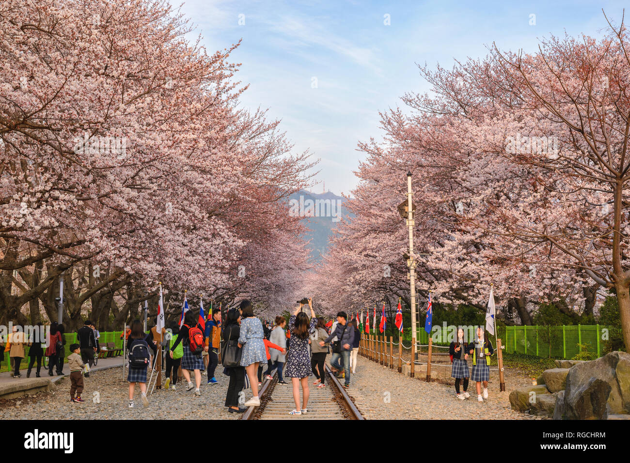 JINHAE, COREA DEL SUD - 31 Marzo 2016 : Jinhae Corea del Sud, la fioritura dei ciliegi a stazione Gyeonghwa Foto Stock