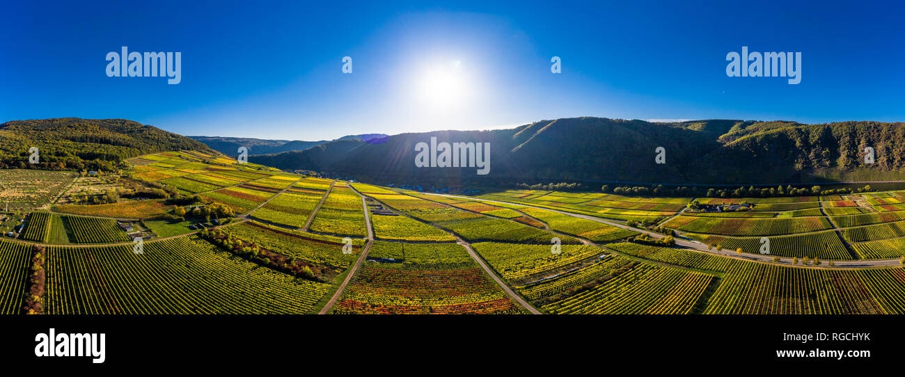 Germania, Cochem-Zell, Biedern, vigneti e Rueberberger Domherrenberg Foto Stock