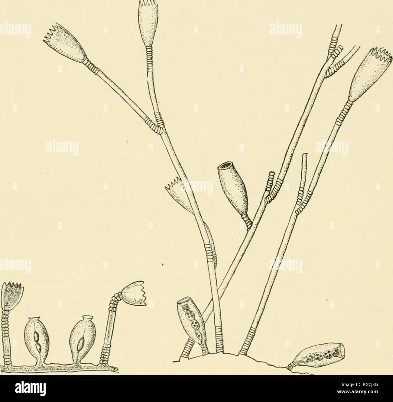 . Bollettino degli Stati Uniti Commissione di pesce. Pesca -- Stati Uniti; pesce-cultura -- Stati Uniti. 36o BOLLETTINO DELL'UFFICIO DI PRESIDENZA DI PESCA. Gonosome.-Gonophores crescenti a partire dal hydrorhiza, quasi sessili; gonangia ampiamente ovale in gen erale- forma ma di restringimento distintamente appena al di sotto del bordo, che viene espanso in modo tale che sembra di avere una distinta ma molto breve collo. Distribuzione.-molto comune su sargassum che deviati a Boga Banca e persino in Beau- fort Porto. Il gonosome non è stato descritto per questa specie imder questo nome ma sembra probabile che questa è la specie Foto Stock