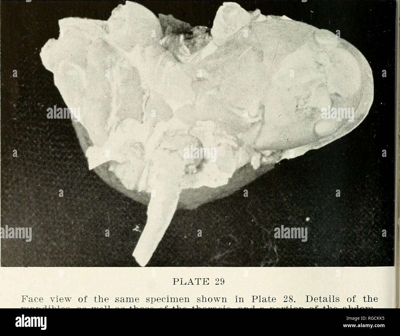 . Bollettino del sud della Accademia delle Scienze della California. Scienza e storia naturale; storia naturale. Bl'I.I.KTIN, So. Auto.lF. ACAOKMY OK SCIKNCES Vol. 50, parte 2, 1951 ( )nKr ( )R riK tl'Tl'.KA mi-';miil Ti I I I((i I iD.mi: un XAHKrs SI M'io l ho; I l.ildrinan 1S5 '. La M oniK m ("ricki'l- Tlu cntiii' makTial hdiii tlir diird .s]ii"in^ lioli- sulla terrazza agglomerato ])r(i]&GT;er è tutti i ri]nesentatix e, come quasi come può essere determinata, di questo s])ecies. Alcune eccellenti getta sono ])reinviato, ed è possibile ricostruire l'animale poco al di là di ogni ragionevole dubbio per quanto riguarda la sua identificazione Foto Stock