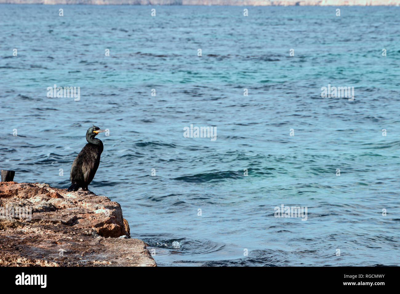 Spagna, Formentera, cormorano permanente sulla roccia Foto Stock