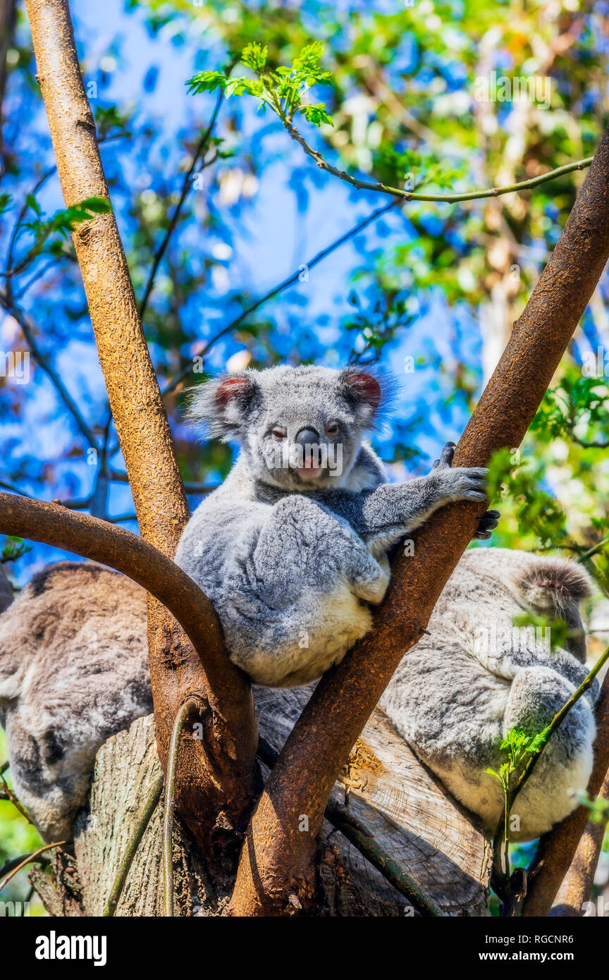 Australia, Korala, Phascolarctos cinereus, seduti in una struttura ad albero Foto Stock