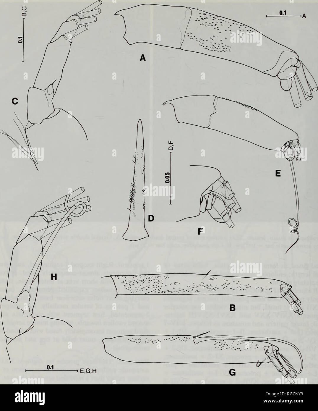 . Bollettino del Museo di Storia Naturale e zoologia. 148 S. OHTSUKA, G.A. E BOXSHALL H.S.J. Il ROE. Fig. 29. Paraugaptilus similis, femmina (A-D), maschio (E-H). Un, Antennary exopod; B, secondo segmento endopod di antenna; C, mandibolari exopod; D, colonna vertebrale basale della mascella; E, Antennary exopod; F, dettaglio di antennary segmenti exopod IV a X; G, secondo segmento endopod di antenna; H, exopod mandibolare. Scale in mm. pletamente fuse con segmenti XXIV-XXV; segmenti XXV e XXVI incompletamente fusi; a sinistra del segmento composto XXVI-XXVIII con 7 setae aesthetasc e. Antenna: secondo segmento endopod circa 1,9 volte come l Foto Stock