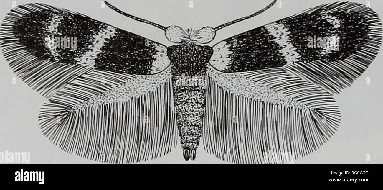 . Bollettino del Museo di Storia Naturale di Entomologia. 43. 44 Figure 41-44 Fomoria specie. 41, molybditis 6 (Colombia); 42, diskusi 6 (Belize); 43, latipennata S (Belize); 44, 29122 specie &LT;5, ricostruito (Belize).. Si prega di notare che queste immagini vengono estratte dalla pagina sottoposta a scansione di immagini che possono essere state migliorate digitalmente per la leggibilità - Colorazione e aspetto di queste illustrazioni potrebbero non perfettamente assomigliano al lavoro originale. Museo di Storia Naturale (Londra). Andover : intercettare Foto Stock