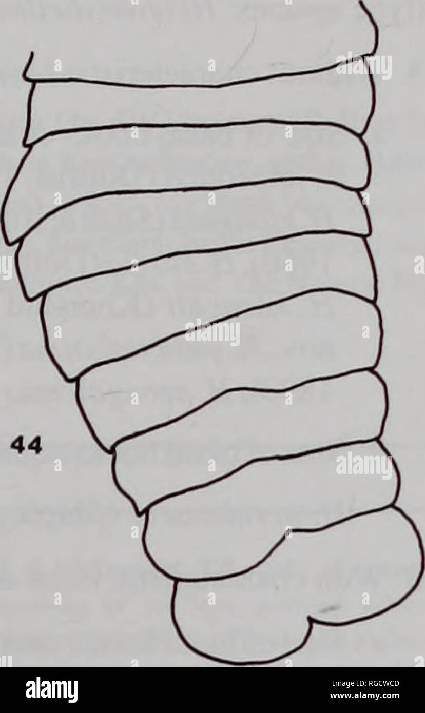 . Bollettino del Museo di Storia Naturale e zoologia. . Fig. 42-44 H. yamagutii. Strobila 4-5 cm (42) e 7-8 cm (43) Dietro scolex e ultimo proglottids (44). Barra di scala=500(JM. BMNH 1997.3.24.1, 1997.3.24.2, 1997.3.24.3^, 1997.3.24.5. M. beveridgei è stato descritto in dettaglio da Palm et al. (1997). 17. Mixonybelinia southwelli (Palm &AMP; Walter, 1999) comb. nov. Materiale esaminato. Il Museo di Storia Naturale di Londra: BMNH 1977.11.4.7, 1977.11.4.8-9. M. southwelli è stata descritta in dettaglio a Southwell (1929) e Palm &AMP; Walter (1999). Discussione del materiale depositato presso il British Museum Natural Foto Stock