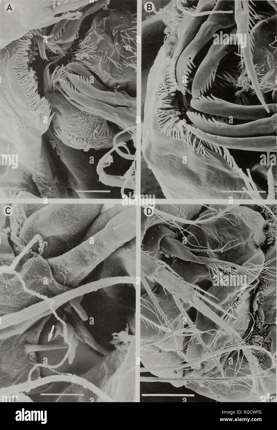 . Bollettino del Museo di Storia Naturale e zoologia. 46 W. LEE E R. HUYS. Fig. S Inermipes humphreysi gen. et sp. nov. Le micrografie SEM. A. area orale mostra labrum. paragnath e parte di maxillule; B. area orale (angolo diverso); C, 6 antennule [tiny seta sul segmento 5 freccia]; D. addome 6, mostrando P5 e P6. ventrale di. Barre di scala: 5 |jm (A-B). 2 pm (C), 20 |am (D). Si prega di notare che queste immagini vengono estratte dalla pagina sottoposta a scansione di immagini che possono essere state migliorate digitalmente per la leggibilità - Colorazione e aspetto di queste illustrazioni potrebbero non perfettamente assomigliano al lavoro originale. Il suo naturale Foto Stock