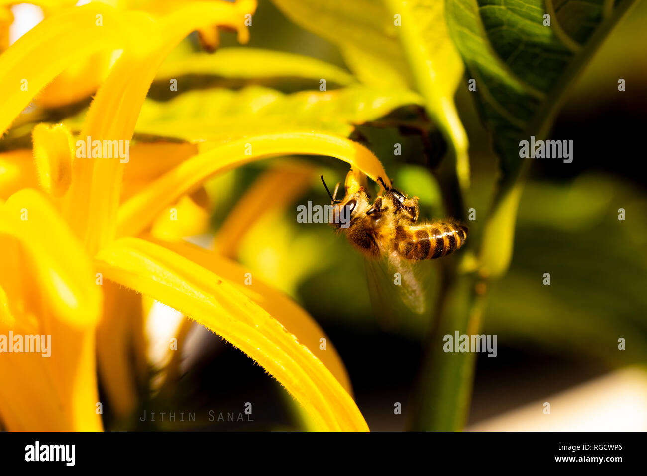 Immagine ravvicinata di un'ape che raccoglie nettare da un fiore giallo al mattino. Foto Stock