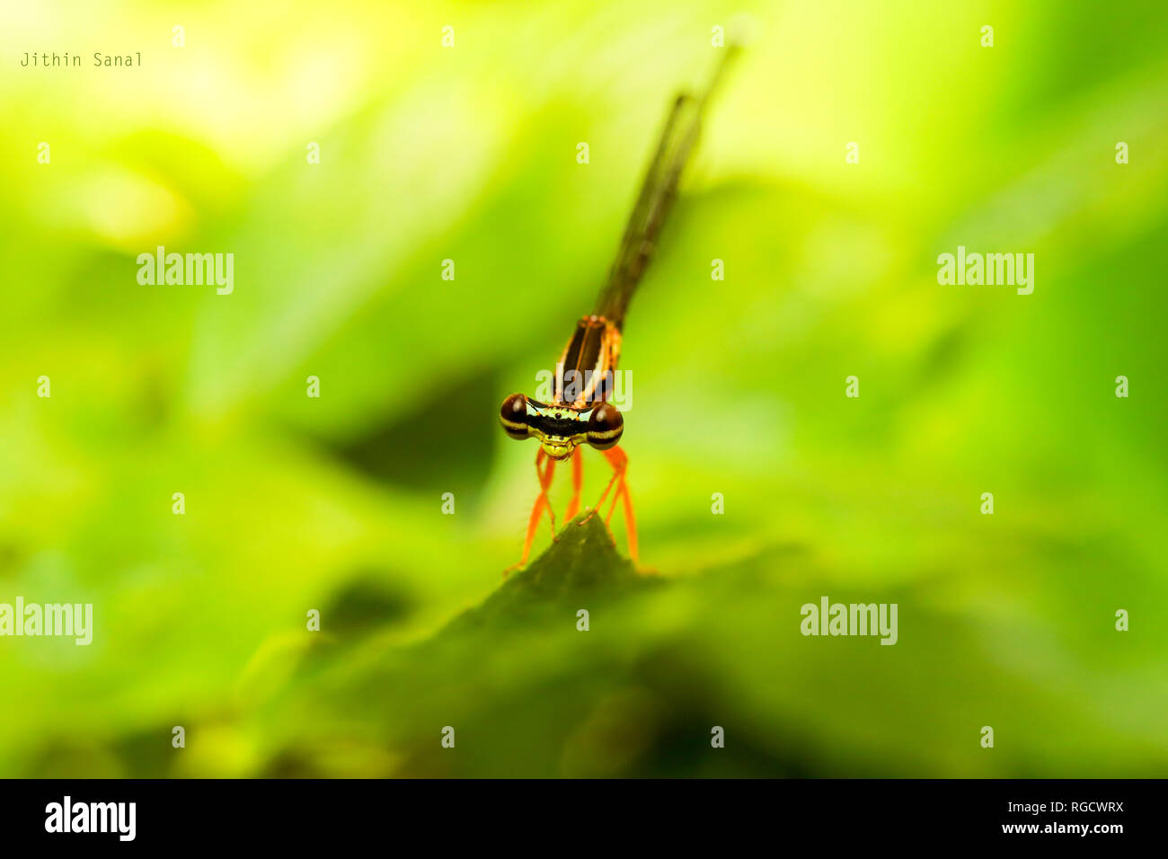 Un'immagine ravvicinata di un'affascinante libellula seduta su una foglia alla luce del mattino. Foto Stock