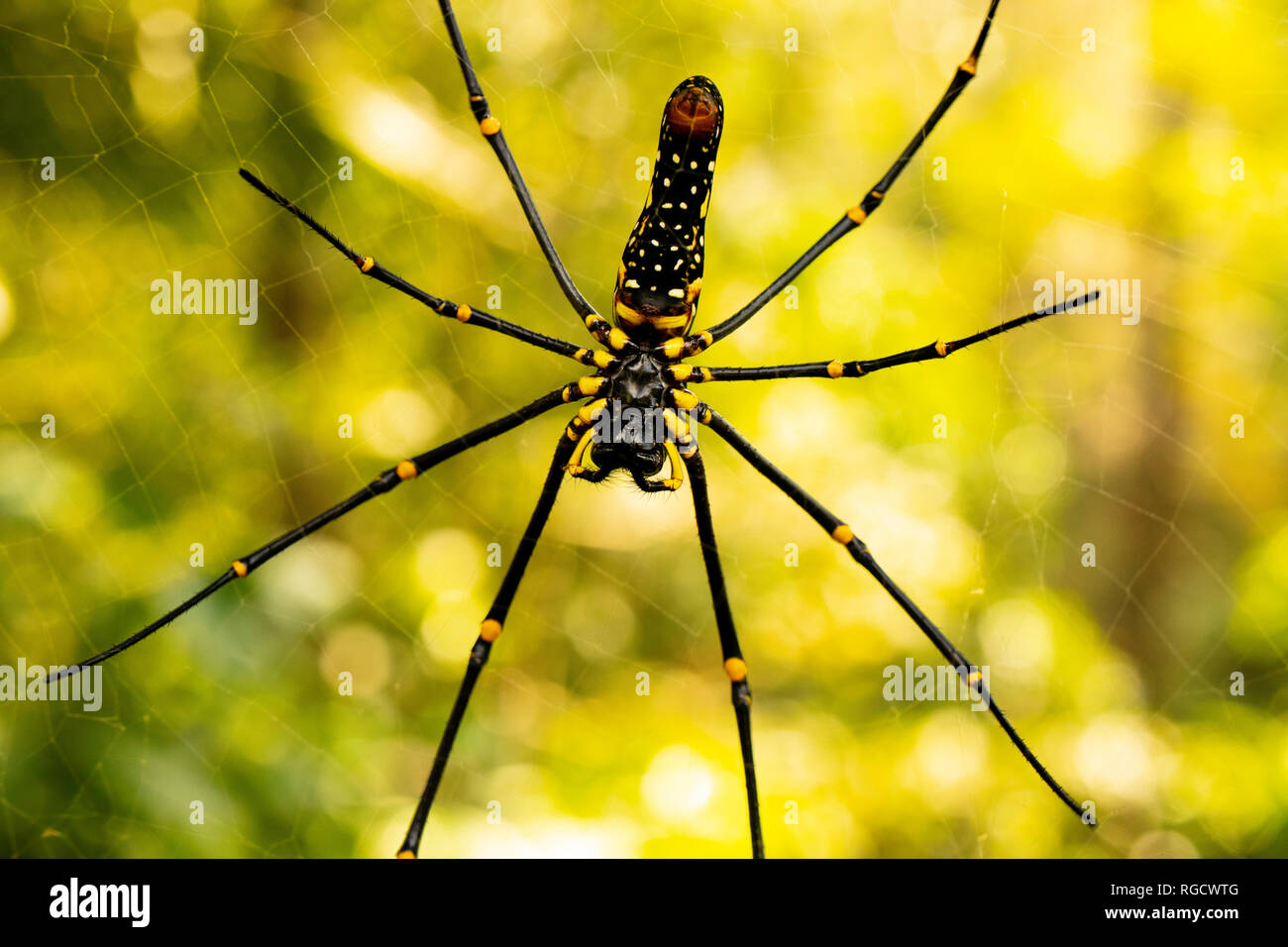 Un grande ragno che poggia sulla sua intricata rete, in attesa di un insetto, in un'incredibile macro shot. Foto Stock