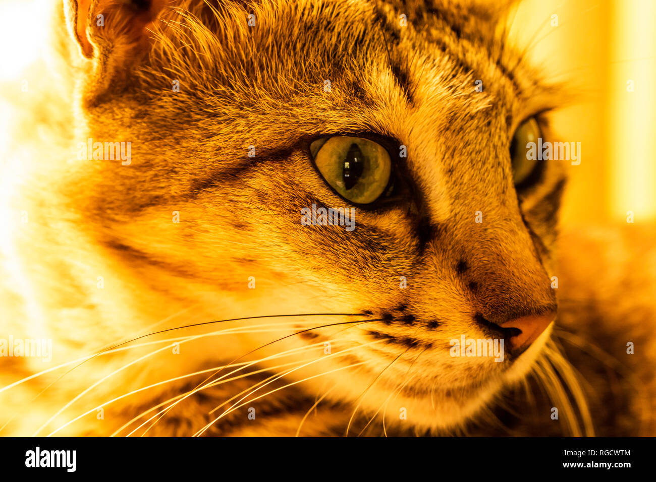 Foto macro di un gatto bruno arrabbiato che fissa la preda. Foto Stock