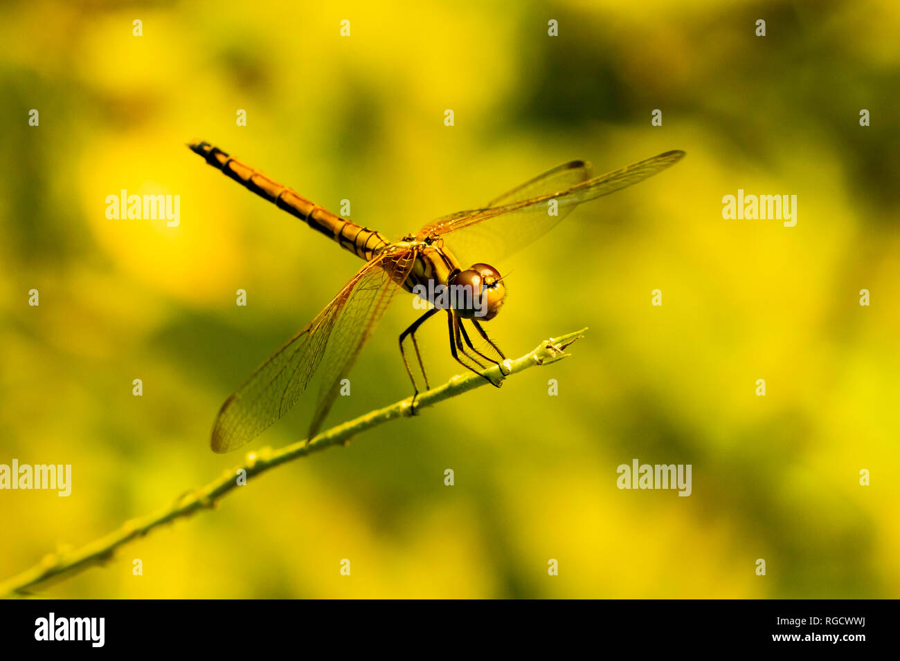 Foto ravvicinata di una libellula unica arroccata su una foglia nel giardino durante la luce del sole del mattino. Foto Stock