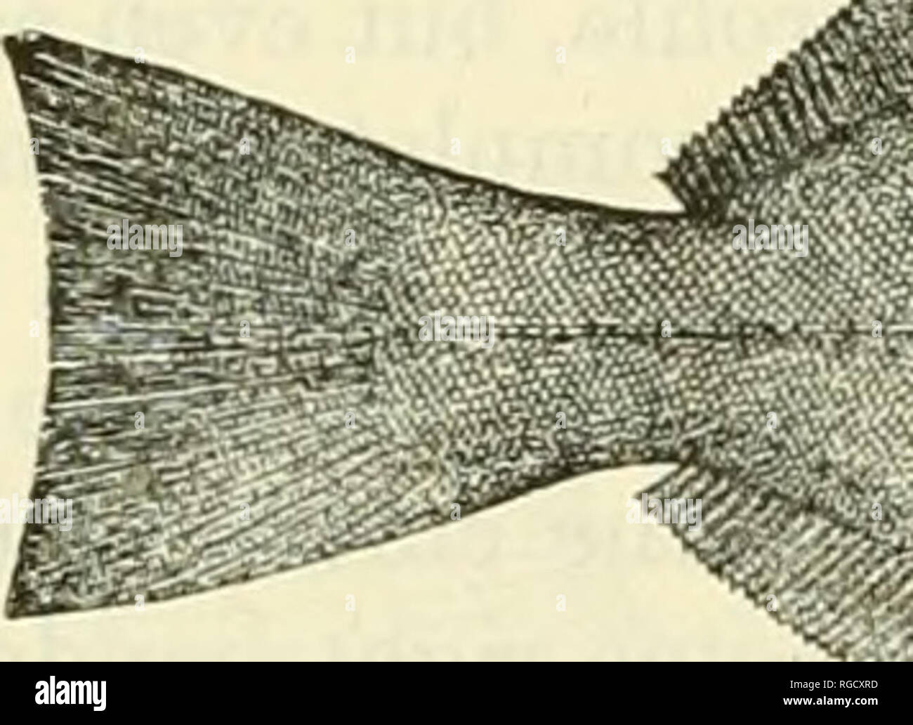 . Bollettino degli Stati Uniti Commissione di pesce. Pesca -- Stati Uniti; pesce-cultura -- Stati Uniti. 482 BOLLETTINO DELL'UFFICIO DI PRESIDENZA DELLA DIMENSIONE DELLA PESCA.âNext all'halibut - questo è il più grande a nord atlantico Pleuronettiformi, crescendo â lunghezza di circa 40 cm e un peso di 20 a 25 libbre, ma il pesce catturato circa il Grand Banks mediamente solo circa 5 a 10 libbre. Gamma generale.âArctic-Atlantic. È catturati che parla del Terranova, sul Grand Banks, lungo la Scotian banche, e per quanto riguarda il sud sulle coste americane come la Manica orientale al largo di Capo Sable. Ricorrenza nel Golfo del Maine.âWe menzionare questo Ar Foto Stock