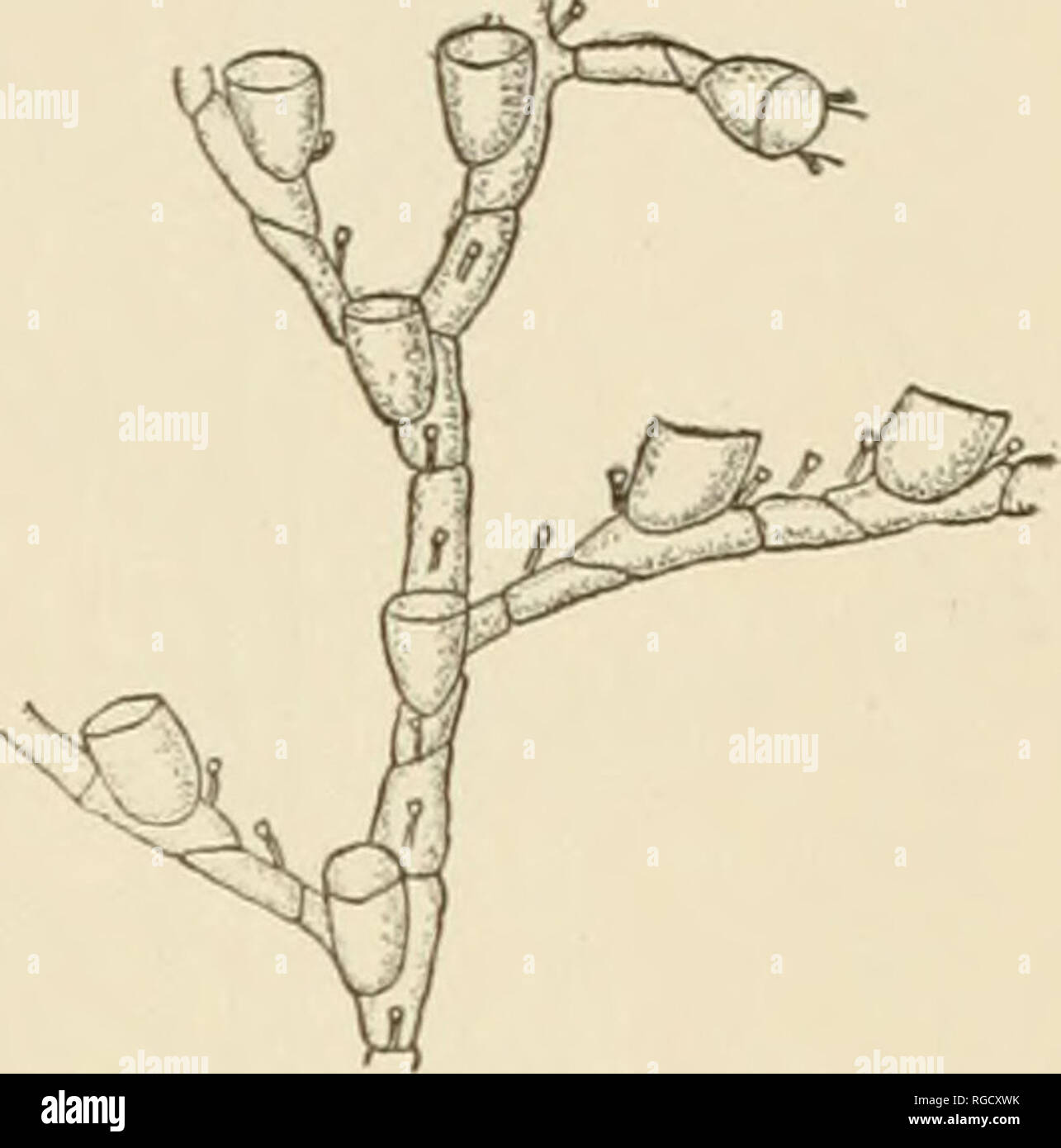 . Bollettino degli Stati Uniti Commissione di pesce. Pesca -- Stati Uniti; pesce-cultura -- Stati Uniti. HYDROIDS di Beaufort, North Carolina. 381 nematophores del genere Plumularia. Un nematophore mediale è presente, situato su un processo sotto il hydrotheca. Il hydrotheca è profondamente campanulate. Un singolo nematophore si trova su ogni stelo intemode e uno o due in ciascuno dei axils. Gonosome.-sconosciuto. Distribuzione.-Su floating Sargassum off Boga Banca. Genere PLUMULARIA. Trophosome.-Hydrocladium non ramificato, pinnately disposti, ciascuno avente più di un hydrotheca; hydrothecEe con intera Foto Stock