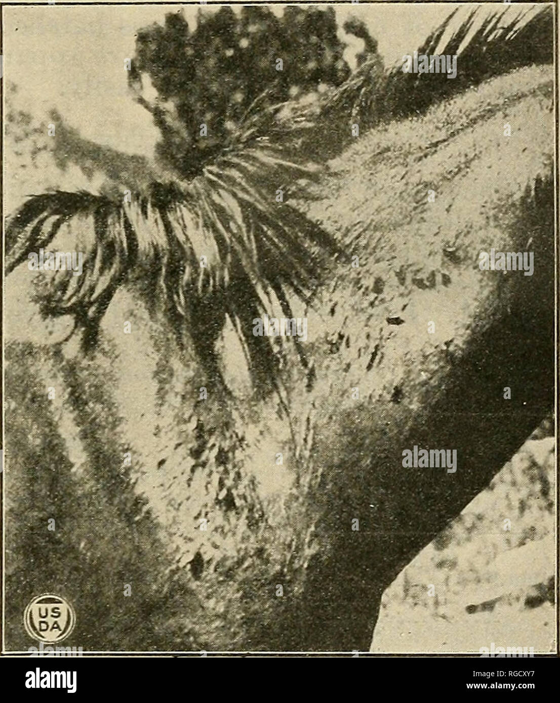 . Bollettino dell'U.S. Dipartimento di Agricoltura. Agricoltura; l'agricoltura. Cavallo-vola AjSTD agricoltura occidentale. 23 dolorosa da parte del processo di alimentazione è la perforazione della pelle. Il senior autore consentito una fame volare a mordere lui sul braccio. Ha realizzato numerose punture dolorose prima del pasto di sangue era com- pleted. Quando il becco è prelevato un po' di sangue di solito esce e si coagula sulla pelle. Animali mal morso hanno un sanguinario aspetto. A differenza di T. punctifer, quando questa specie ha perforato la pelle non è facilmente disturbato e può spesso essere pac- tured in mano. Bo Foto Stock