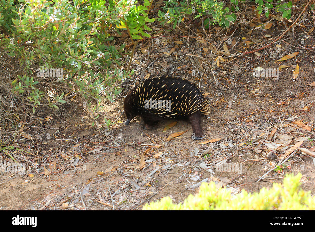 Visitare l'Australia. Echidnas, talvolta noto come formichieri spinoso. Senics viste e fauna selvatica di Australia Foto Stock