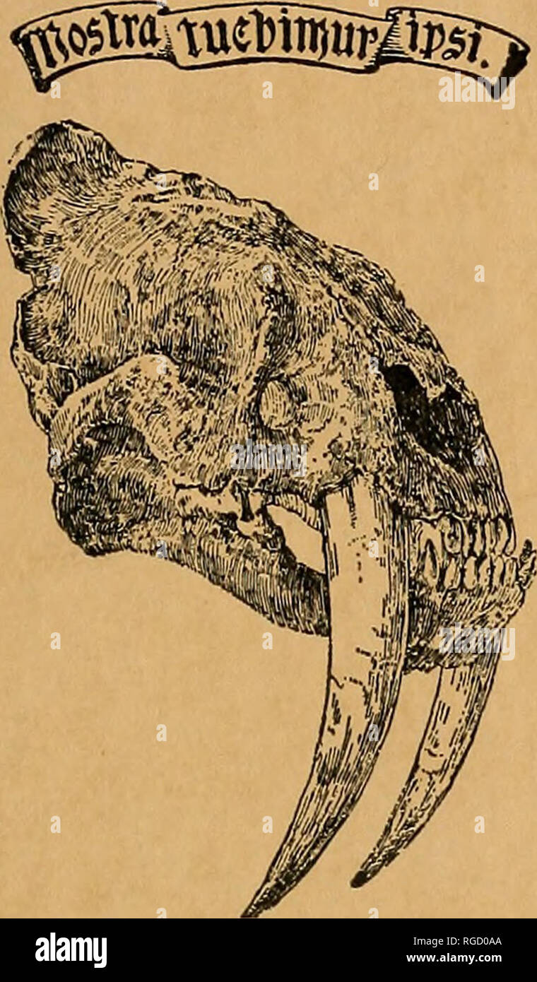 . Bollettino del sud della Accademia delle Scienze della California. Scienza e storia naturale; storia naturale. Bollettino di -T H E ^ ^ Southern California ^ay mi 1957 Accademia di Sciery^^l NEy YORK ICO GARD LOS ANGELES, CALIFORNIA. Vol. 66 gennaio-marzo, 1967 n. 1 contenuti note aggiuntive di serpenti presi in e vicino a Joshua Tree National Monument, California. Richard B. Loomis e Robert C. Stephens 1 studi di sangue di ascidia Nigra (Savigny). Totale conta delle cellule ematiche, differenziale nel conteggio delle cellule ematiche e valori di ematocrito. James A. Vallee, ]r 23 Crescita autodisciplina nel verde Alga Enteromorp Foto Stock