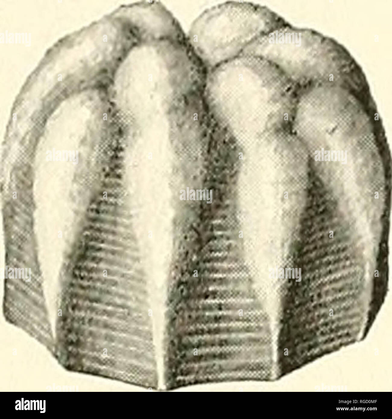 . Bollettino del sud della Accademia delle Scienze della California. Scienza e storia naturale; storia naturale. I nostri esempi mostrano un minor numero di nervature longitudinali sulla metà inferiore dell'uovo, e irruvidita espansa superiore continuazioni di questi sono più pronunciati e relativamente più lunghi. Il corpo dell'uovo è una leggera sfumatura di cioccolato, e l'ex- panded creste sono bianco rosaceo. Queste caratteristiche sono accuratamente portato fuori nella piastra 45. La larva e pupa sono state descritte in grande dettaglio da Scudder, e anche da W. H. Edwards.-. La piastra 45 Uovo di Pholisora Catullo, molto ingrandita. EUPROSERPI Foto Stock