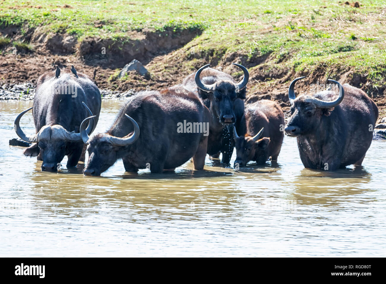 Un disco di bufali di bere da un fiume nel sud della savana africana Foto Stock