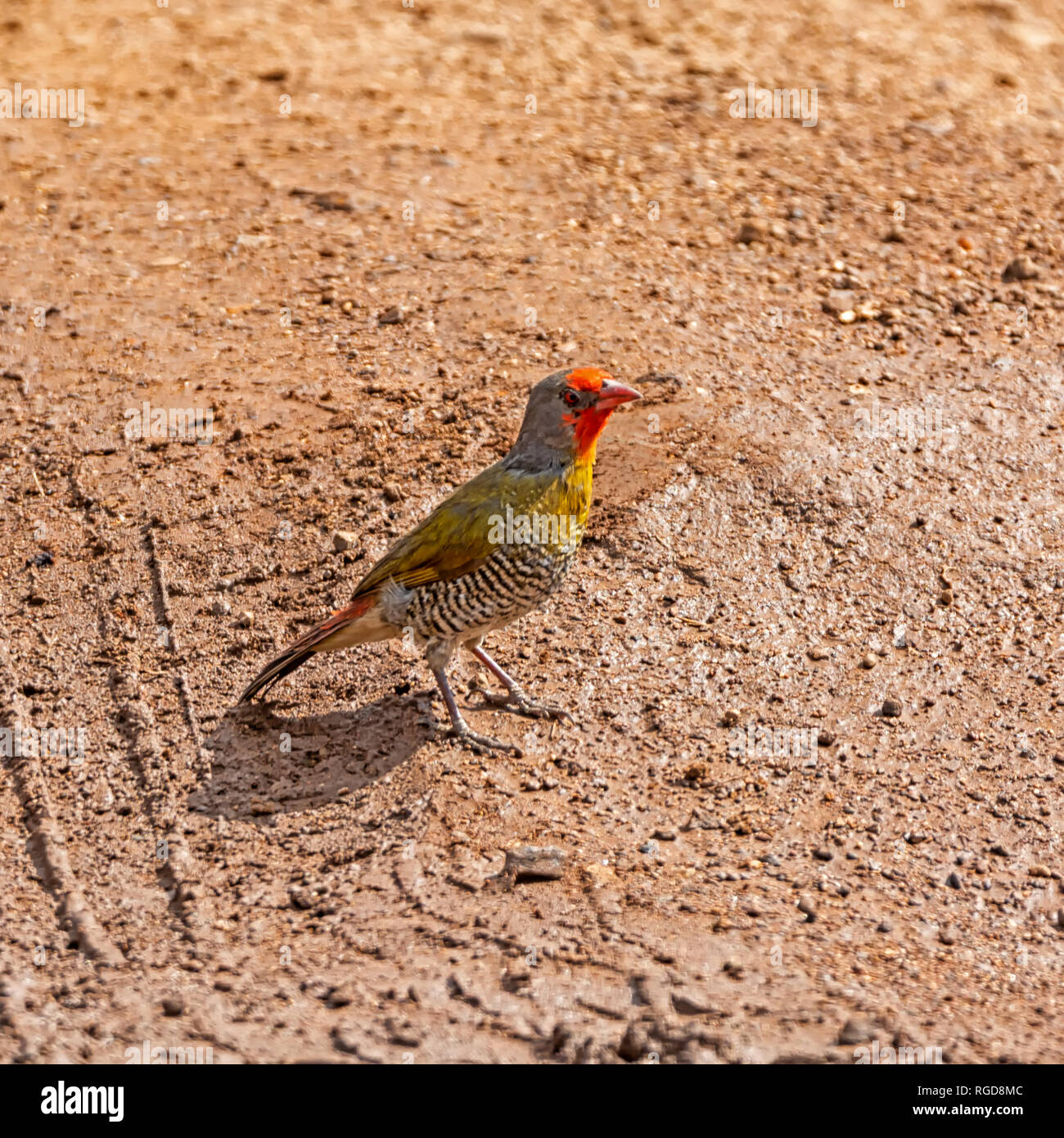 Un verde-winged Pytilia arroccato su di una pista nel sud della savana africana Foto Stock