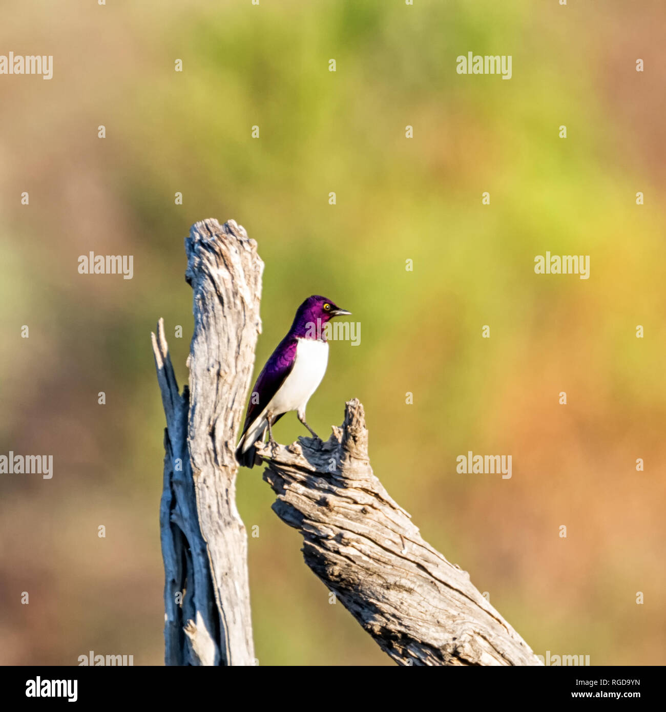Un viola-backed Starling appollaiato in un albero morto nel sud della savana africana Foto Stock