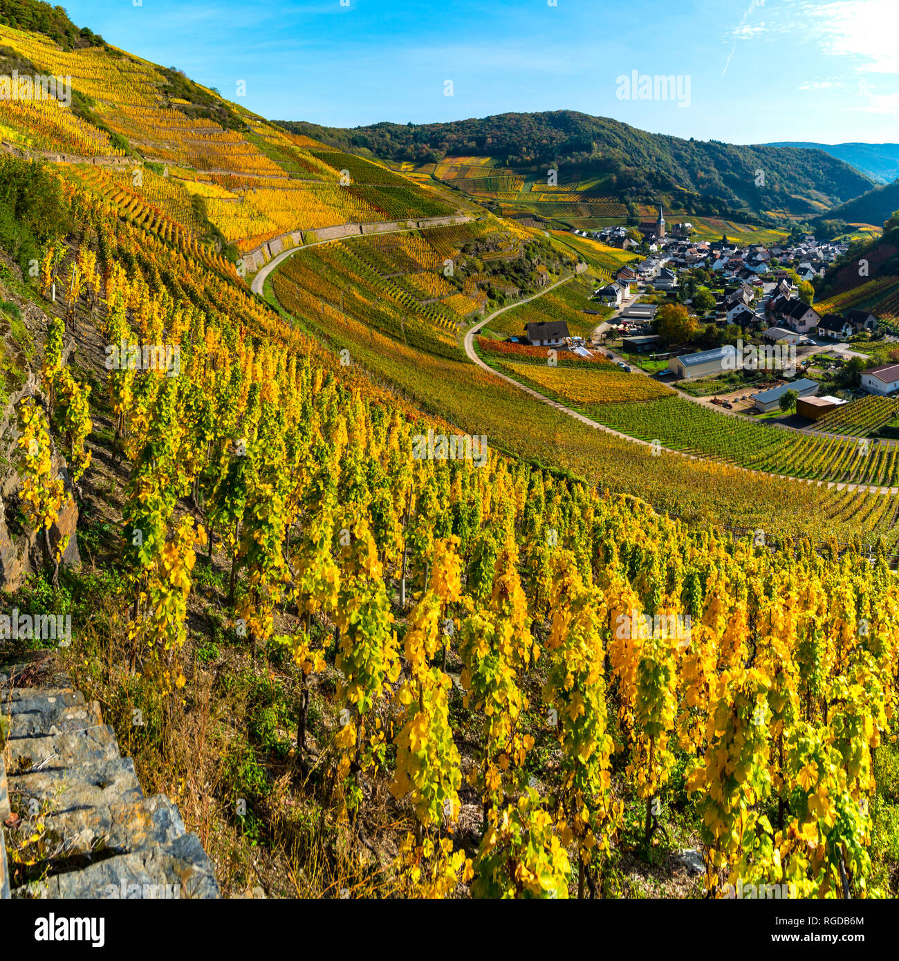 Weinberge im Herbst, Mayschoß, Ahrtal, hier wird Rotwein der Spaetburgunder und Portugieser Traube angebaut, Rotweinanbaugebiet, Eifel, Rheinland-Pfal Foto Stock
