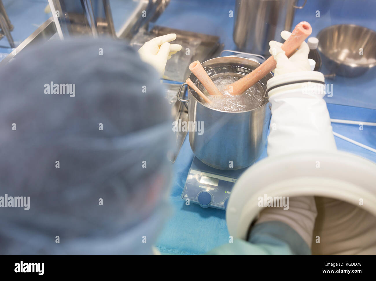 Elaborazione dello scienziato tessuto umano in laboratorio di isolatore Foto Stock