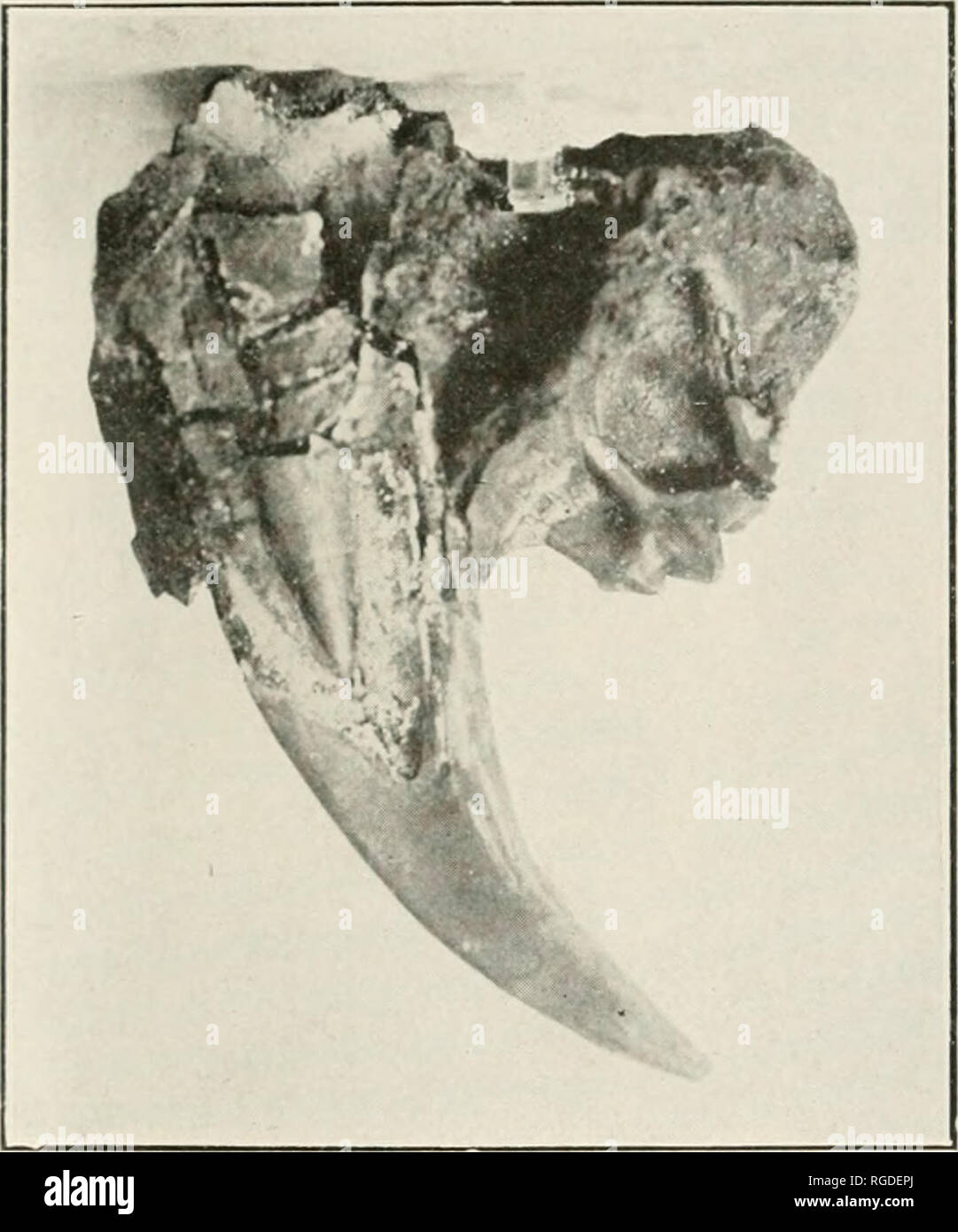 . Bollettino del sud della Accademia delle Scienze della California. Scienza e storia naturale; Storia Naturale -- California. La prossima mostra progressi, v;è ;i piccoli &lt;-;esso chiamato dinicis eyclops circa le dimensioni di :i lynx di Canada e aveva una sciabola-dente abbastanza a lungo per raggiungere la superficie inferiore della mascella inferiore, ma invece di passare verso il basso al di fuori della mascella inferiore è premuto verso il basso in una profonda presa, appositamente sviluppato per la ricezione. Poi è venuto un piccolo gatto, trovati in Oregon, avente ;i saber la forma e le dimensioni di uno squalo di dente, piatta e largo alla base, seghettato e venire rapidamente a un punto. Thi Foto Stock