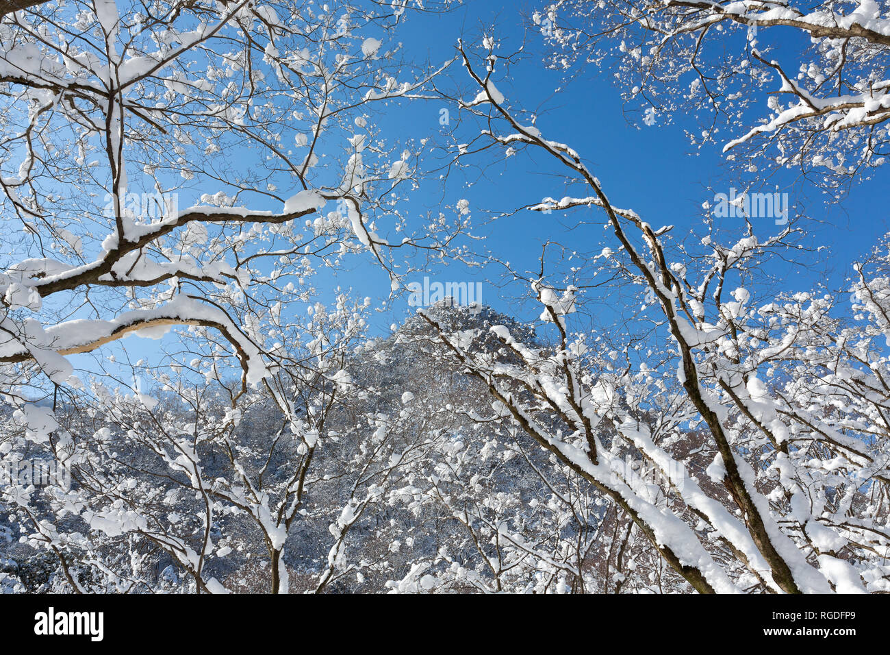 Coperta di neve alberi in Naejangsan national park, la Corea del Sud. Foto Stock