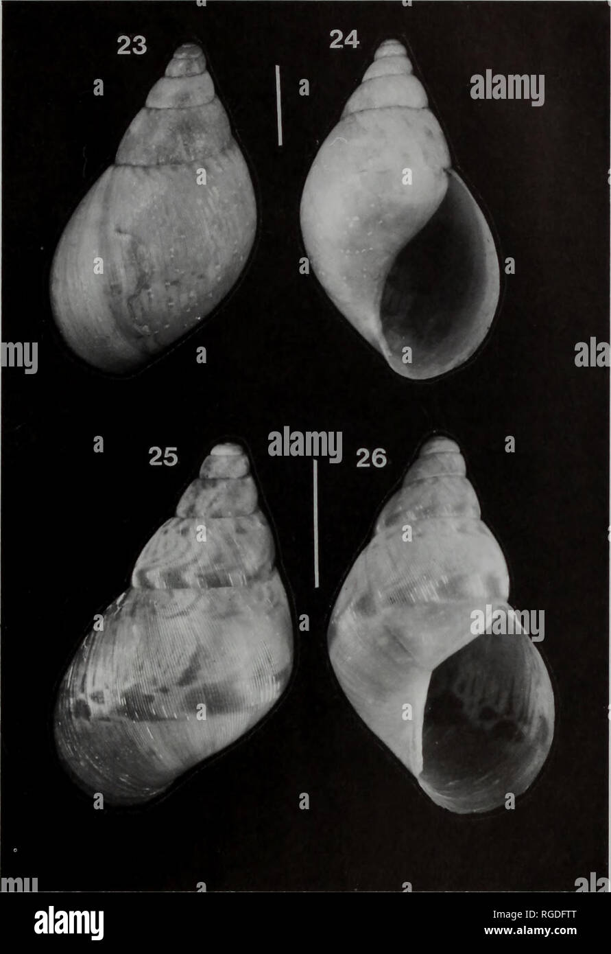 . Bollettino del Museo di Storia Naturale e zoologia. Nuova sottofamiglia e genere ACHATINIDAE 19. Le figure 23, 24 Callistoplepa barriana (Sowerby, 1890); lectotype Achatina barriana BMNH n. 1889.11.19.2. 25, 26 C. shuttleworthi (Pfeiffer, 1856); lectotype Achatina shuttleworthi BMNH. La barra graduata + ~ 10 mm. Le figure 27, 28 Leptocala mollicella (Morelet, 1860); lectotype Achatina mollicella BMNH n. 93.2.4.119. 29, 30 L. petitia (Jousseaume, 1884); holotype Petitia petitia MNHN. 31,32 Bequertina pellucida (Putzeys, 1898); lectotype Ganomidos pellucidus MRAC n. 5135]. 33, 34 B. pellucida; paralectotype G. pelluc Foto Stock
