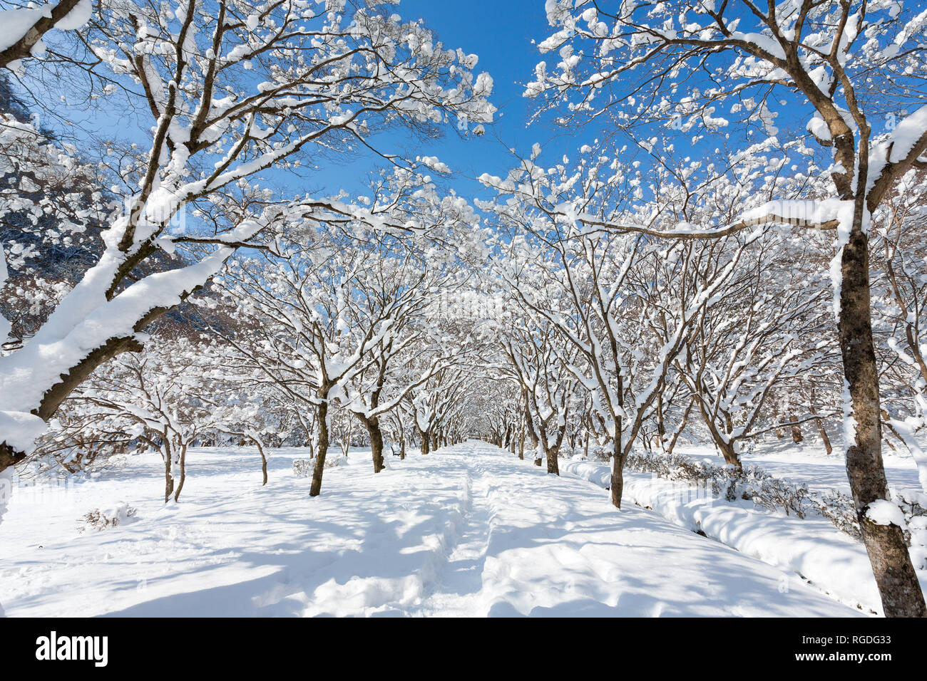 Incantevole paesaggio invernale in Naejangsan national park, la Corea del Sud. Foto Stock