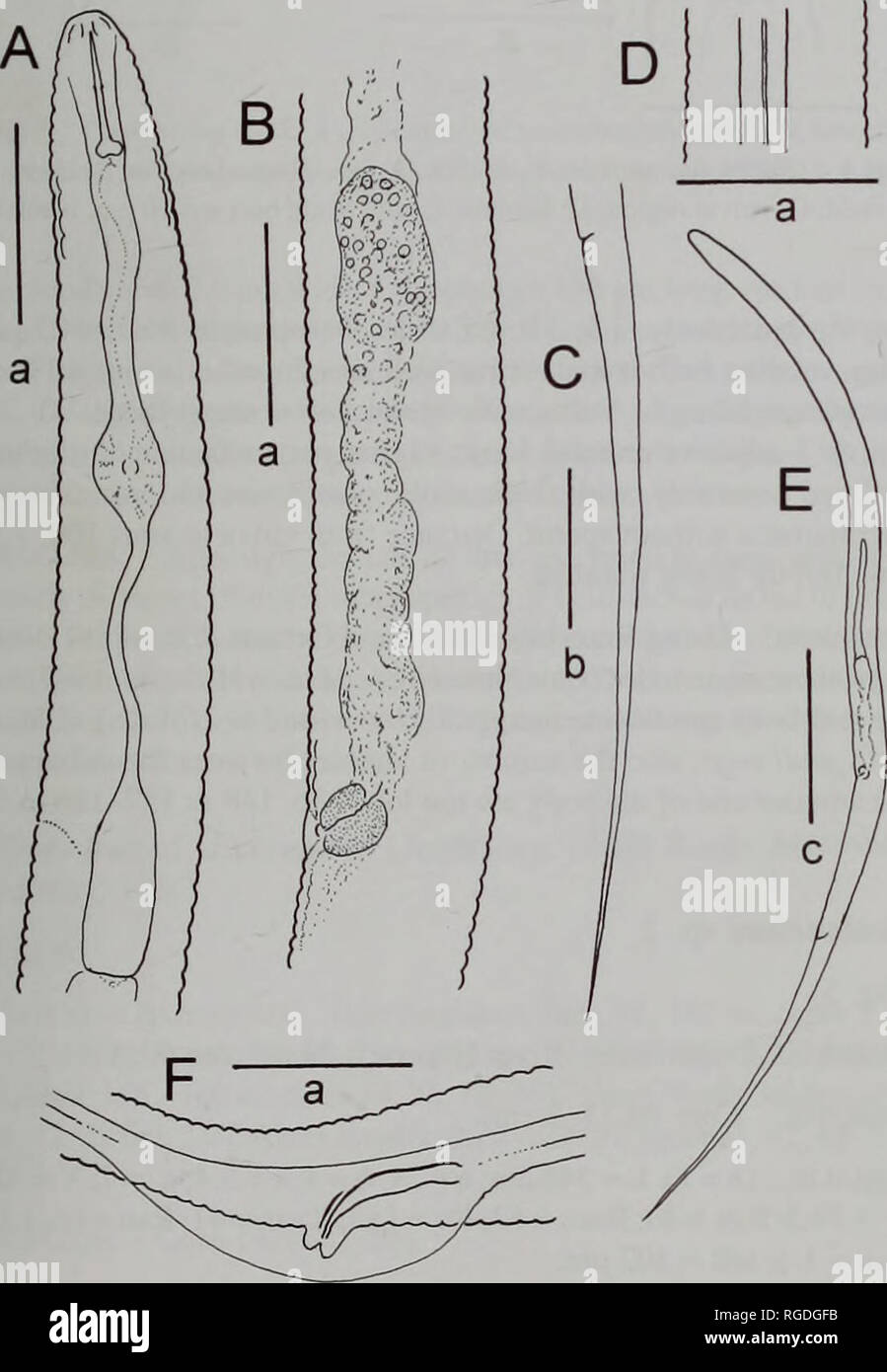 . Bollettino del Museo di Storia Naturale e zoologia. Nematodi DI ACQUA DOLCE DA LOCH NESS DESCRIZIONI DELLE SPECIE Aglenchus agricola (de Man, 1884) Andrassy, 1954 (Fig. 2) materiale esaminato. Fort Augustus Baia: 92, 105 m; anime 2, 3; 29$. I Foyers altopiano: 150-161 m; anime 14-17; 299 46*6*. Fiume Foyers: 0,14-0.39 m; nuclei 40, 43, 45: 2 99, 266. Orizzonte. Core 2 (2-3 cm), il nucleo 14 (3^4 cm), il nucleo 40 (2-3 cm). Femmine, (n = 5). L = 650 urn (625-667): a = 31 (26.4-34.4); b = 6.6 (6.3-6.9); c = 3.3 (3.2-3.4); c' = 14,5 (12.7-15.8); V = 55,1 (53- 56); V = 77,6 (76.5-78.4); luci di coda/V-a = 1,9 (1.7-2.0): coda = 1 Foto Stock