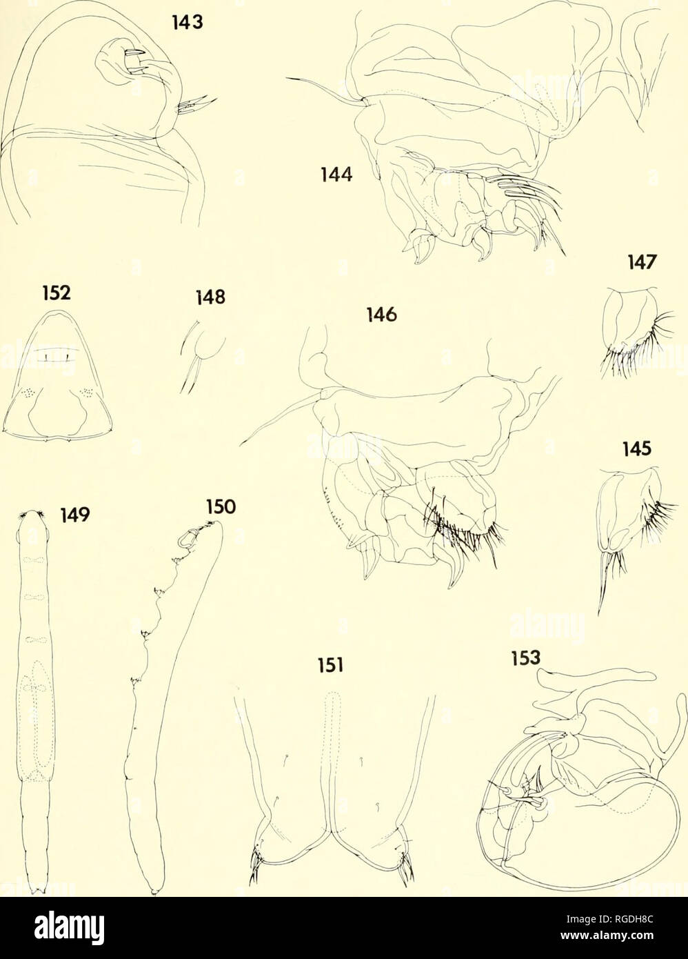 . Bollettino del museo di zoologia comparativa a Harvard College. Zoologia. Copepods parassita dai coralli ix Madagascar • Humea e ho 451. Le figure 143-148. Xarifia temnura n. sp., femmina (continua). 143, maxilliped, interna (E); 144, la gamba 1 e intercoxal plafe, posteriore (E); 145, endopod della gamba 1, anteriore |E); 146, gamba 2, anteriore (E|; 147, endopod della gamba 3, anteriore (E); 148, la gamba 5, laterale (D). Le figure 149-153. Xarilia temnura n. sp., mole. 149, corpo, dorsale (A); 150, corpo laterale (A); 151, parte posteriore del corpo, ventrale di (C); 152, labrum, ventrale di (C); 153, maxilliped, interna (C).. Motivi Foto Stock